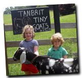 Tanbrit Tiny Goats Home